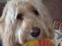 Wilson
