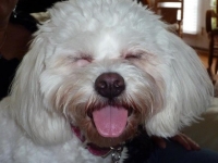 Gidget