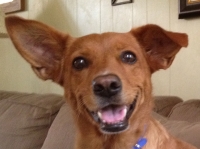 Ginger
