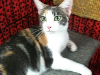 Gracie