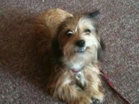 Cinnamon