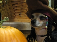 Scrappy Doo