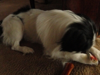 Sparky